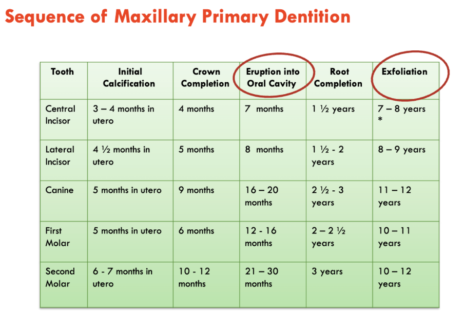 Maxillary primary dentition eruption sequence